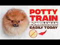 How to Train a Pomeranian to Pee Outside (Pom Potty Training)