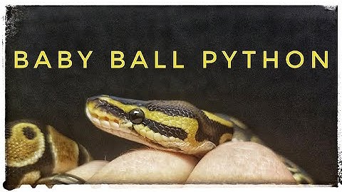 New Ball Python: My First Snake!
