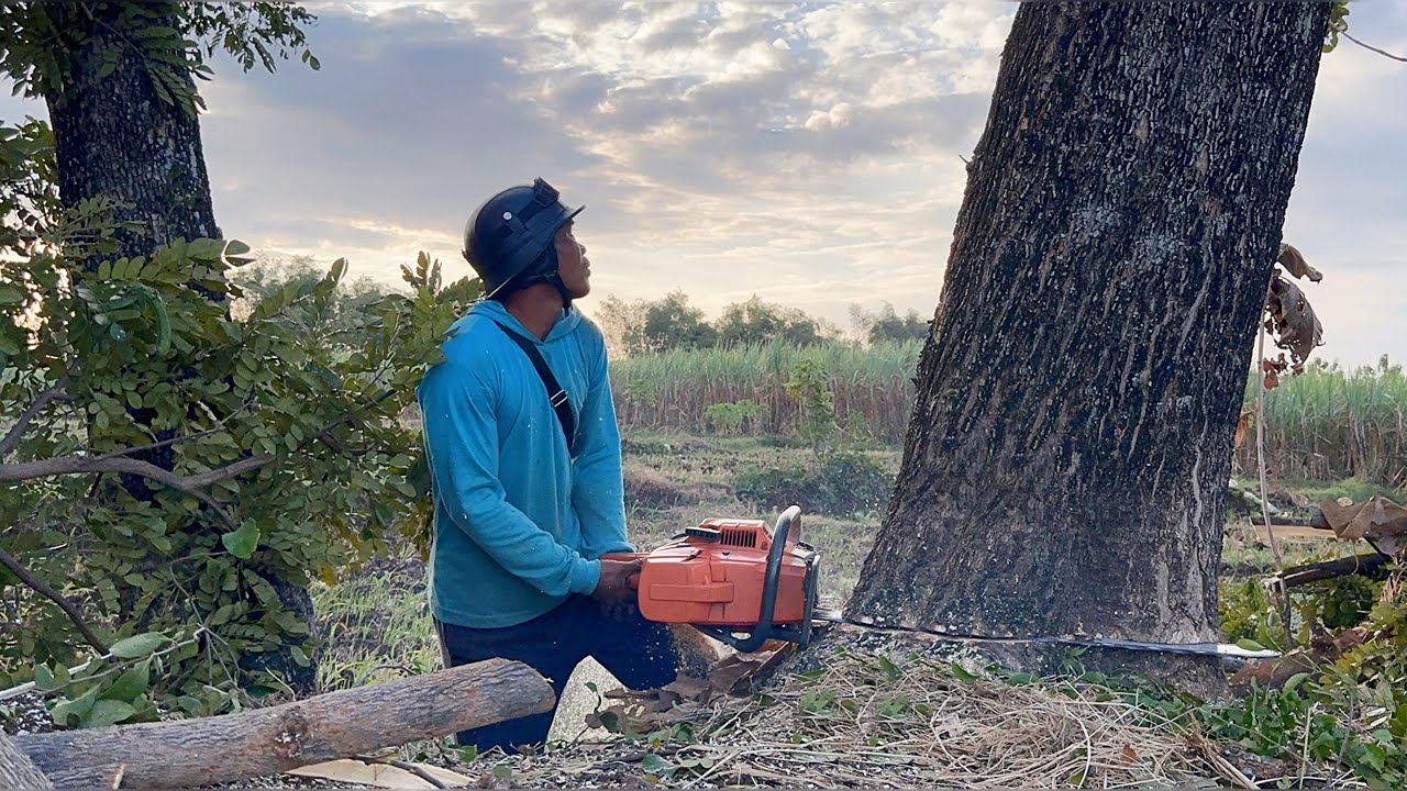 Cut down 2 trembesi trees on the rice fields, Husqvarna 395xp chainsaw ...