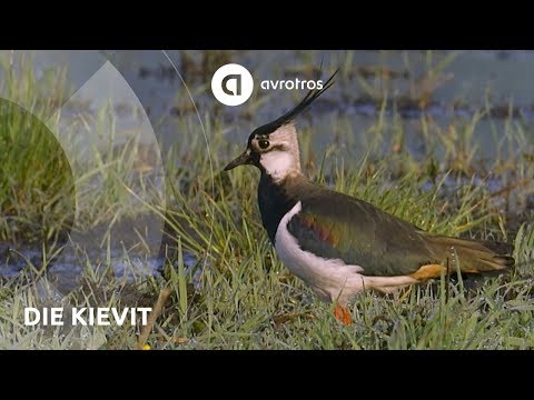 De kievit | Wild in Nederland