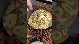 Working Towards Ultramel Sunsets