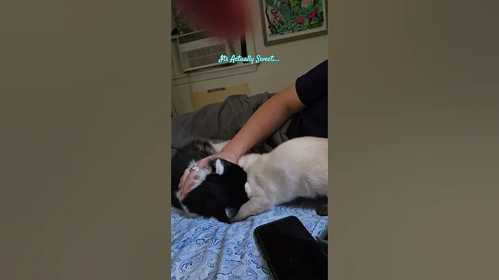 Video 11467951: siamese kitten playing, purr