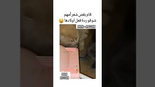 بنتها انخرشت??shortvideo shorts