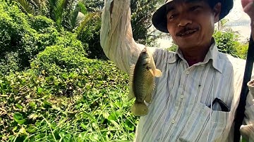 Câu cá Rô Đồng thiên nhiên