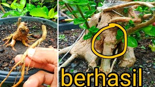 EXPERIMEN LUAR BIASA tempel akar di batang sancang