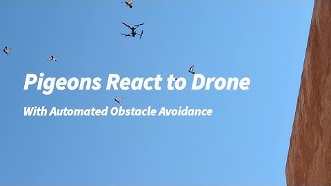 Pigeons React to a Drone - Automated Collision Avoidance System Dodges Birds Includes Demonstration