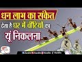 What Ants Indicates at Home | घर में चींटियों का निकलना शुभ या अशुभ, जानने के लिए देखें हमारी VIDEO