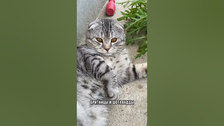 Лучшие породы кошек для квартиры #коты #кот #кошка