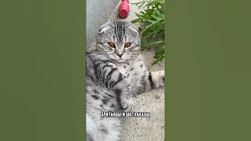 Лучшие породы кошек для квартиры #коты #кот #кошка