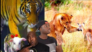 When Cats Break the Rules of Nature | CASUAL GEOGRAPHIC