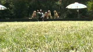 Just One Photo - Golden Retriever Just One Photo - Golden Retriever