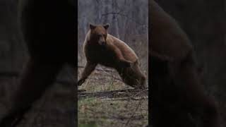 Slow motion bow shot on a color phase black bear! #bowhunting #archery