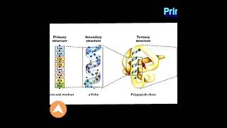 Protein Primary Structure @Metabolism  Made Easy