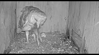 Barn Owl Swallows A Half Of A Large Rabbit, Legs And All. The Owls Was Hungry After Hurricane Ian.
