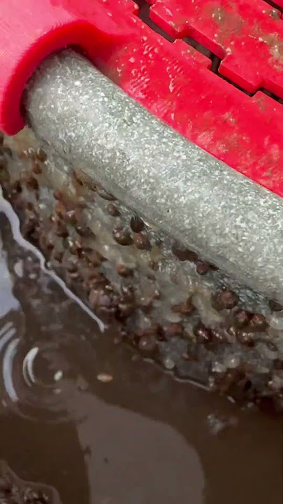 Full of snails, lovely #koi #filter #easypod #ea