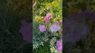 Мой сад 🪴 мои любимые Цветы 🌺 #шатунов всегда в ❤️