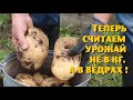 И СНОВА РЕКОРДНЫЙ УРОЖАЙ КАРТОФЕЛЯ В ГРЯДАХ!