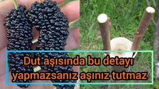 Dut aşısı nasıl yapılır🌴Dut aşısı neden tutmaz izleyin🌳izlemeden dut aşı yapmayınız Ziraat Mühendisi