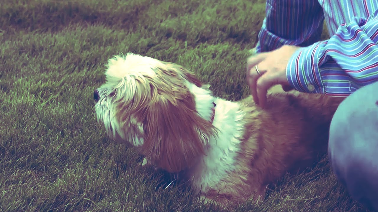 puppy paradise Mushu and John | Ready. Set. Play!