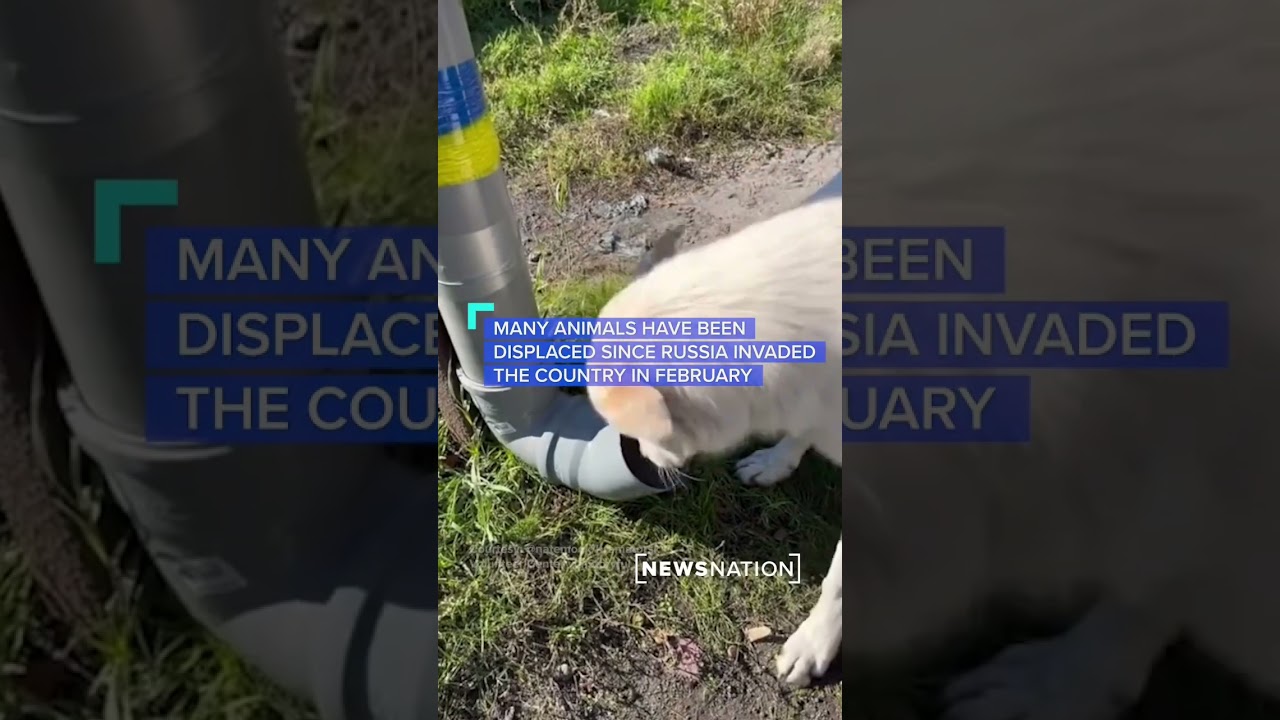 Ukraine Charity installs feeding stations for displaced animals YouTube