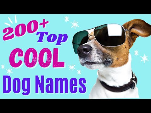 Video: 200+ Cool Male Dog Names and Meanings