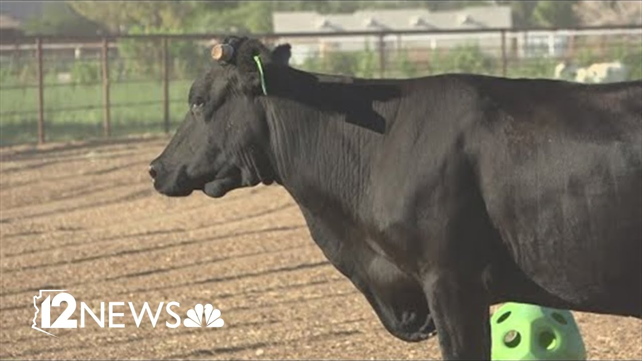 Cow escapes slaughterhouse, finds new home at San Tan Valley animal sanctuary