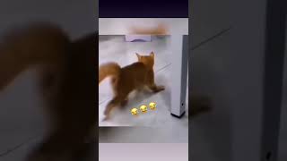 A Kitten Doing The Moon Walk While Watching Michael Jackson moonwalk kitten funny funnykittens