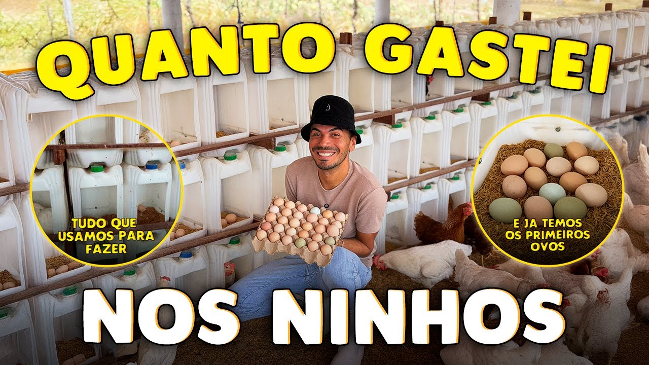 NINHOS DAS GALINHAS CONCLUIDOS