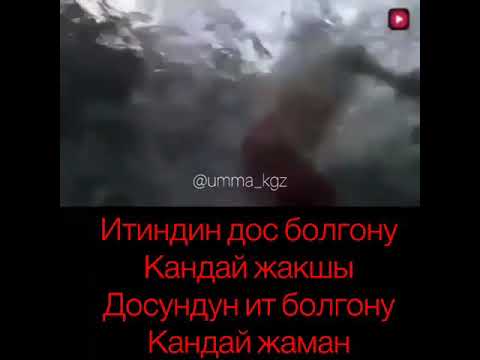 Video: Квартирада кандай ит болгону жакшы?