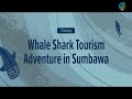 Whale Shark Tourism Adventure in Sumbawa