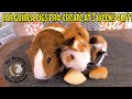 Amazing rescue teen guinea pig mother and baby abandoned in paper bag at shelter