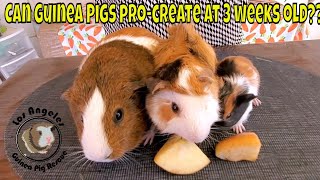 Amazing Rescue: Teen Guinea Pig Mother And Baby Abandoned In Paper Bag At Shelter