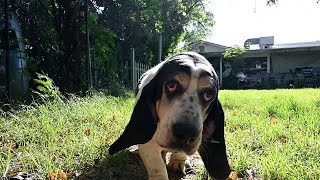 Basset Hound on his 10th Birthday! Very Cute! by CopperstateBassets 757 views 11 months ago 1 minute, 16 seconds
