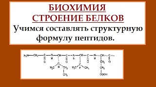 Биохимия. Белки. Строим полипептидную цепь. Биохимия. Белки. Строим полипептидную цепь.