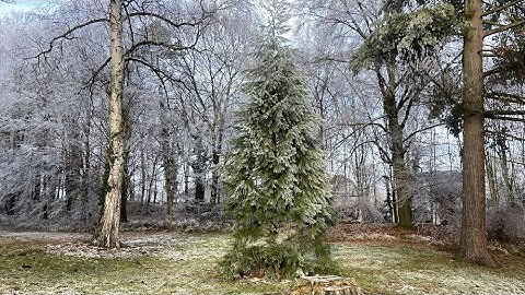 Giant Sequoia Timelapse: 2-14 Years and Its Offspring from Its Cone in Czechia