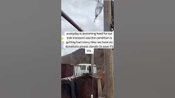 please consider donating to our PayPal link in bio on our Instagram account please #donate