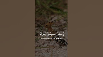 ✨(ريان المحيسني )  📿                                    ✨(سورة النمل ) 📿          #قرآن