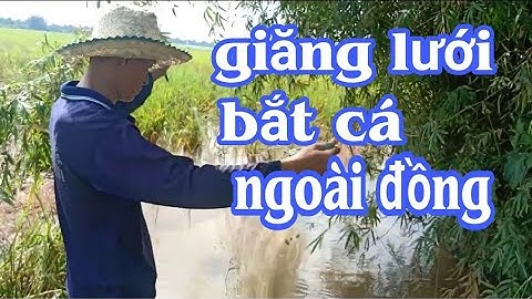 Bắt cá giăng lưới ngoài đồng / Anh Ni Official