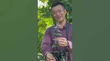 Râu Mèo – Vị thuốc lợi tiểu giúp đào thải sỏi, giảm acid uric trong cơ thể #tiensiphuongthaoduoc