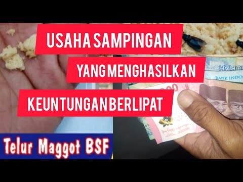 Bagaimana cara keuntungan di dapat dengan budidaya maggot