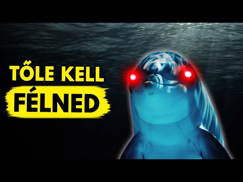 Videó: Delfin – hal vagy sem?