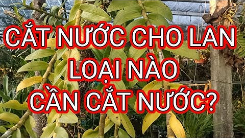 CẮT NƯỚC CHO LAN, LAN NÀO CẦN CẮT NƯỚC?