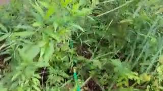 Irrigate a Food Plot Using a 2" Trash Pump From Harbor Freight