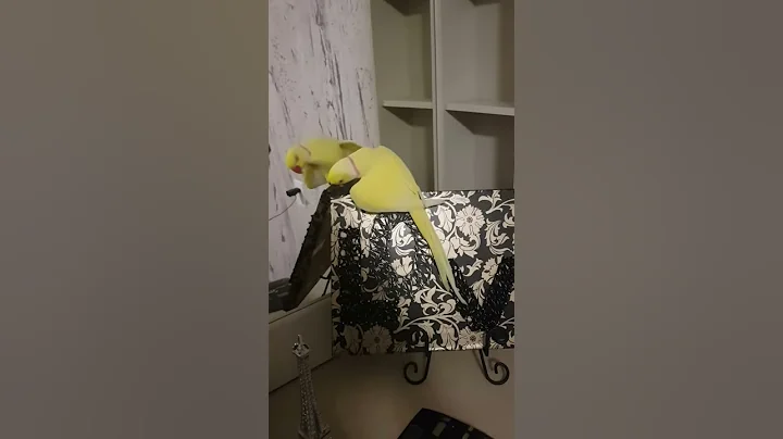 Ringneck parrot saying give me a kiss peekaboo and...