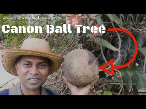 Video: Der Höchste Tropische Baum In Malaysia - Alternative Ansicht