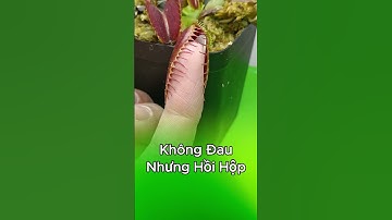 🖐️ “Dám thử cho tay vào bẫy kẹp không? 😅 Không đau… nhưng hồi hộp lắm đó!”  #câybẫykẹp  #câybắtmồi