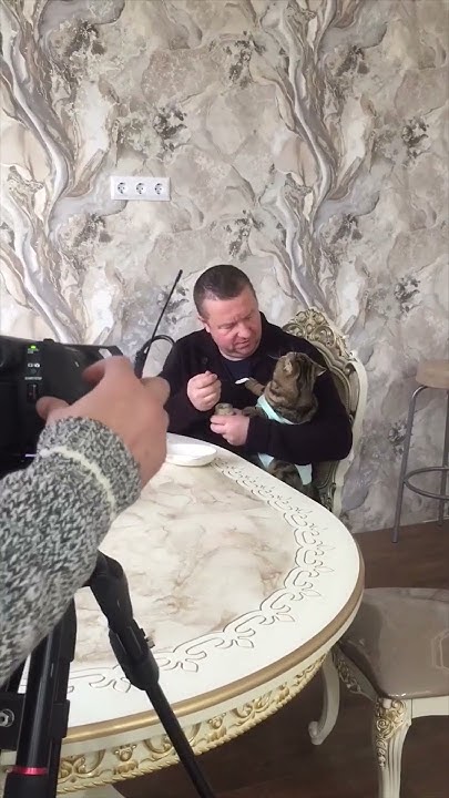 Актер кот -экзот Себастьян #catslife #котики #кино #auteurcinema #кот # ...