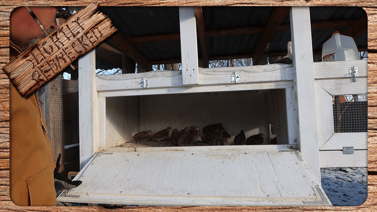We Had A Major Temperature Drop - How Are The Quail Doing?