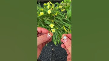 2 in 1 Engagement Ring & Wedding Band - Rose and White Gold #shorts