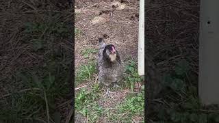 Famous Easter Egger Chickens | Miss Ash and Siobhán | Getting Moody | Chicken Noises and Sounds Profile